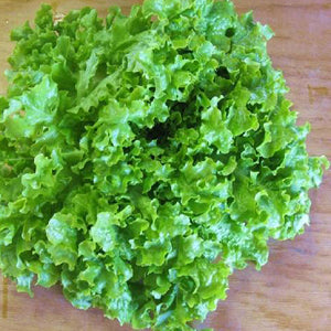 Salad Bowl Lettuce