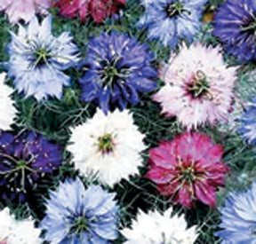 love in a mist persian jewels flower seeds Love-In-A-Mist