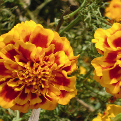 dwarf marigold seeds Marigold, Dwarf French Double