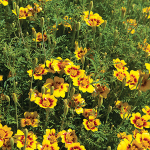 Lemon Star Marigold  Photo from Johnnys Selected Seeds