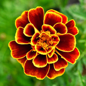 mixed marigold seeds Marigold, Queen Sophia – Nichols Garden Nursery