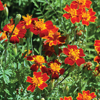 Red Gem Marigold Photo from Johnnys Selected Seeds