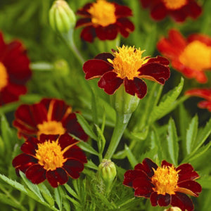Red Metamorph Marigold Organic OUT OF STOCK