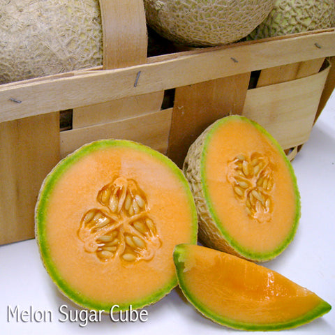 Sugar Cube Melon (F1)