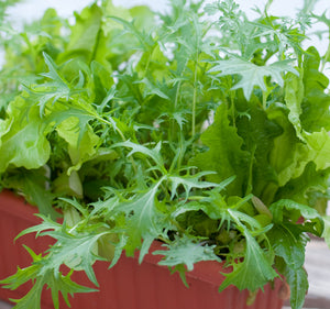 Nichols Mesclun Mix