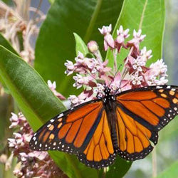 Common Milkweed - Asclepias syriaca