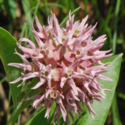 Showy Milkweed - Asclepias speciosa