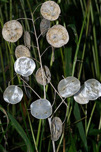 money plant research reviews Money Plant