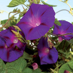 morning glory grandpa ott seeds Morning Glory, Grandpa Ott's – Nichols Garden Nursery