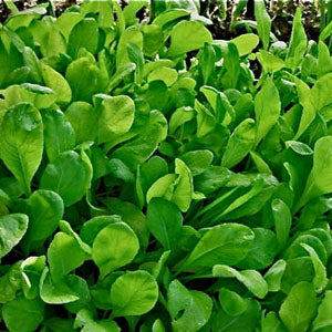 Tendergreen Mustard Spinach