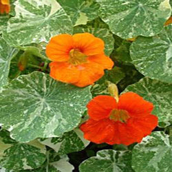 Blooms of red and orange above the varigated leaves of Alaska Mixed Nasturtium