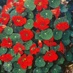 Empress of India Nasturtium