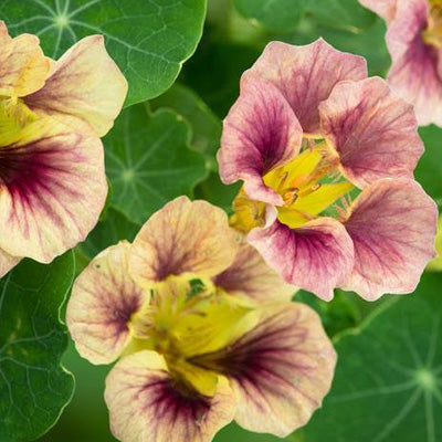 nasturtium ladybird rose seeds Lady Bird Rose Nasturtium