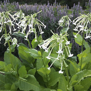 Nicotiana Sylvestris  Ghost Pipes