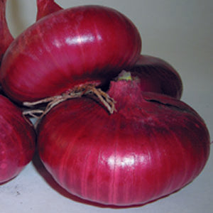 Red Marble Onion