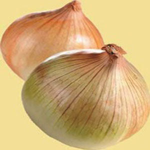Sweet Spanish Onion Utah Strain