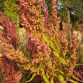 Ruby Gold Orach photo from Wild Garden Seeds