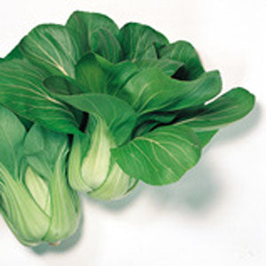 Shanghai Pak Choi