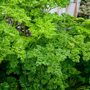 Forest Green Parsley