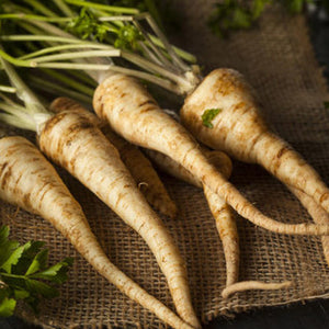 Hamburg Root Parsley