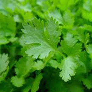 Single Parsley