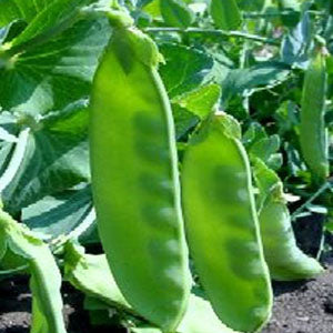 succulent that looks like pea pods Oregon Giant Sugar Pod Pea