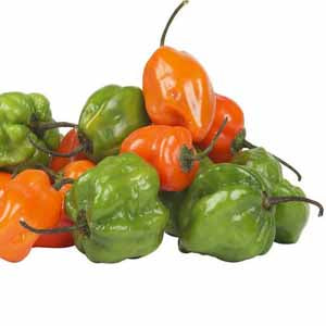 Habanero Hot Pepper