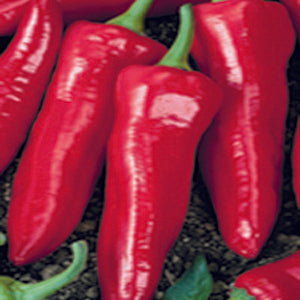 Numex Big Jim Hot Pepper