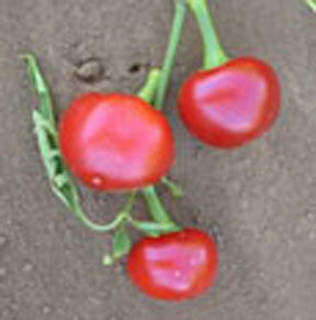 Sweet Red Cherry Pepper