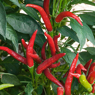 thai pepper plant indoors Thai Super Chili Hot Pepper