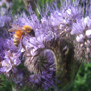 Phacelia Tancetifolia