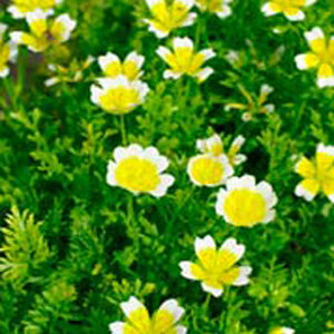 poached egg plant seeds for sale Poached Egg Flower