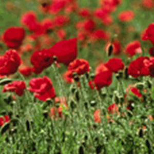 Poppy, American Legion Red – Nichols Garden Nursery