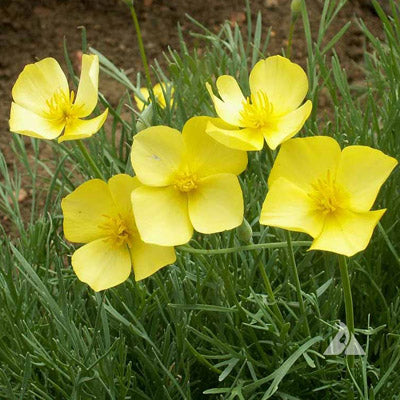 Dwarf Yellow California Poppy