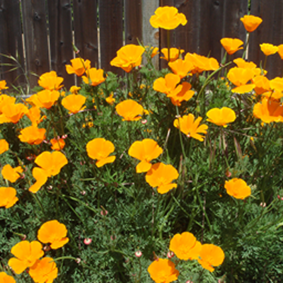 California Poppy Plants