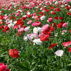 Poppy, 'Shirley Doubles' – Nichols Garden Nursery