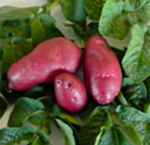 planting fingerling seed potatoes Amarosa Fingerling Potato – Nichols Garden Nursery