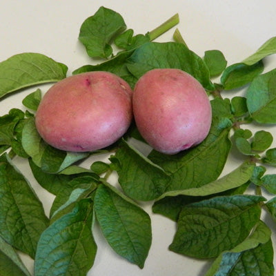 Satina Potato – Nichols Garden Nursery