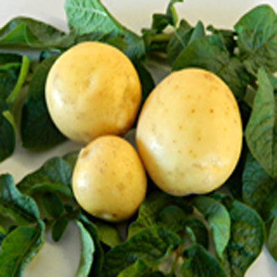 Satina Potato (similiar to Yukon Gold)