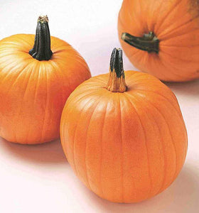 Jack O'Lantern Pumpkin, Orange with strong stems
