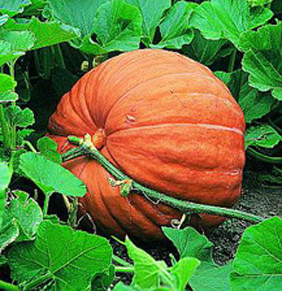 Dills Atlantic Giant Pumpkin