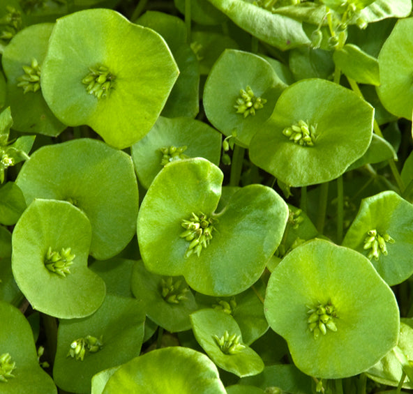 Winter Purslane (Miners Lettuce) and Mache (Corn Salad