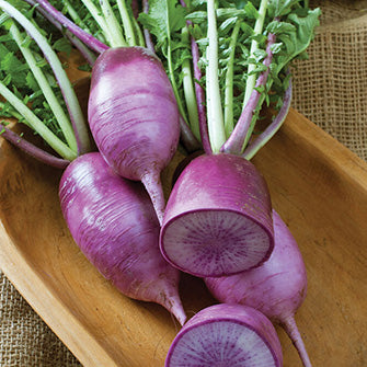 KN Bravo Radish – Nichols Garden Nursery