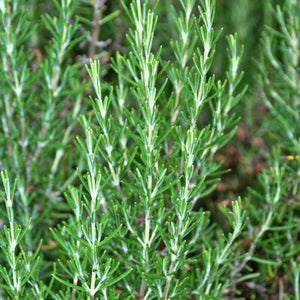 Rosemary Seed