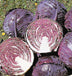 Ruby Perfection F1 Cabbage