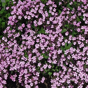 Rock Soapwort