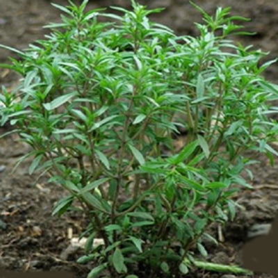 planting summer savory seeds Savory, Summer