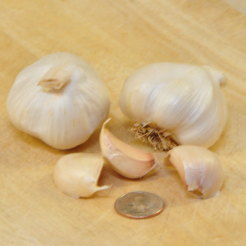 Nootka Rose Softneck Garlic SHIPS IN EARLY SEPTEMBER