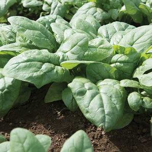 Kolibri Spinach NEW FOR 2021