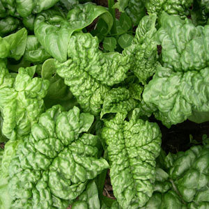 Winter Bloomsdale Spinach ORGANIC